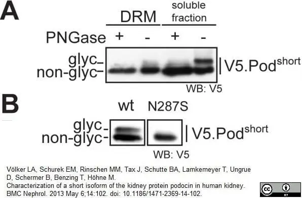 Anti V5-Tag Antibody, clone SV5-Pk1 gallery image 15
