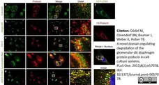 Anti V5-Tag Antibody, clone SV5-Pk1 gallery image 17