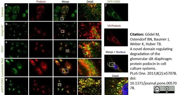 Anti V5-Tag Antibody, clone SV5-Pk1 gallery image 17