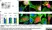 Anti V5-Tag Antibody, clone SV5-Pk1 thumbnail image 18