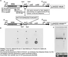 Anti V5-Tag Antibody, clone SV5-Pk1 gallery image 19