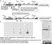 Anti V5-Tag Antibody, clone SV5-Pk1 thumbnail image 19