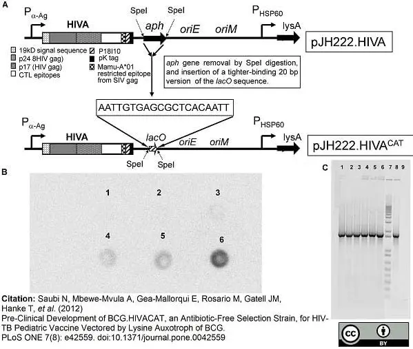 Anti V5-Tag Antibody, clone SV5-Pk1 gallery image 19
