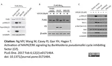 Anti V5-Tag Antibody, clone SV5-Pk1 gallery image 2
