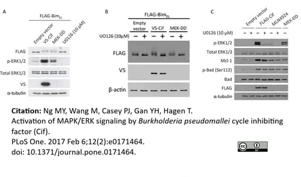 Anti V5-Tag Antibody, clone SV5-Pk1 gallery image 2