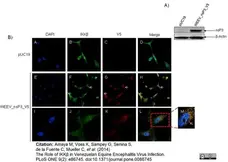 Anti V5-Tag Antibody, clone SV5-Pk1 gallery image 20