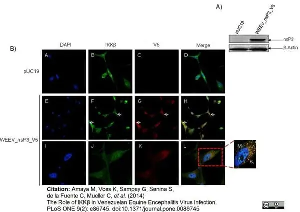 Anti V5-Tag Antibody, clone SV5-Pk1 gallery image 20