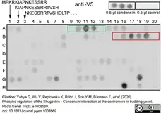 Anti V5-Tag Antibody, clone SV5-Pk1 gallery image 21
