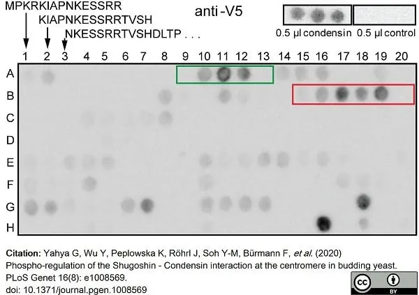 Anti V5-Tag Antibody, clone SV5-Pk1 gallery image 21