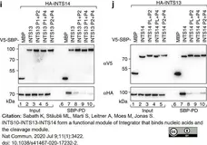 Anti V5-Tag Antibody, clone SV5-Pk1 gallery image 22