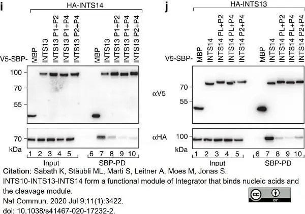 Anti V5-Tag Antibody, clone SV5-Pk1 gallery image 22