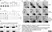 Anti V5-Tag Antibody, clone SV5-Pk1 thumbnail image 23