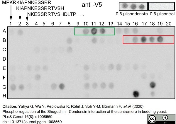 Anti V5-Tag Antibody, clone SV5-Pk1 gallery image 23
