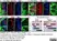 Anti V5-Tag Antibody, clone SV5-Pk1 thumbnail image 24