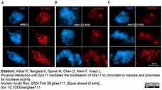 Anti V5-Tag Antibody, clone SV5-Pk1 gallery image 25