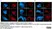 Anti V5-Tag Antibody, clone SV5-Pk1 thumbnail image 25
