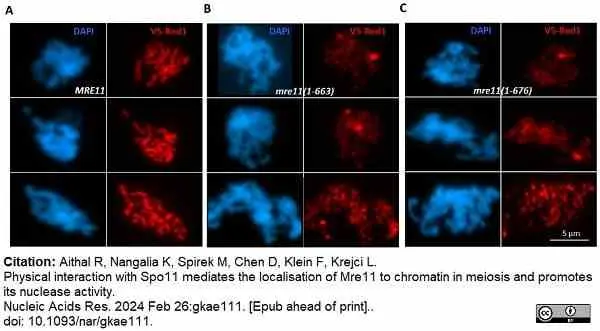 Anti V5-Tag Antibody, clone SV5-Pk1 gallery image 25