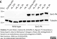 Anti V5-Tag Antibody, clone SV5-Pk1 gallery image 26