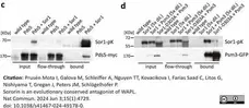 Anti V5-Tag Antibody, clone SV5-Pk1 gallery image 27