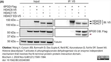 Anti V5-Tag Antibody, clone SV5-Pk1 gallery image 28