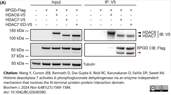 Anti V5-Tag Antibody, clone SV5-Pk1 gallery image 28