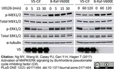 Anti V5-Tag Antibody, clone SV5-Pk1 gallery image 3