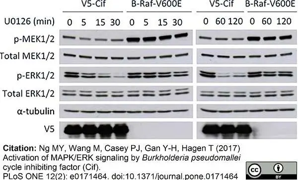 Anti V5-Tag Antibody, clone SV5-Pk1 gallery image 3