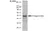 Anti V5-Tag Antibody, clone SV5-Pk1 thumbnail image 31