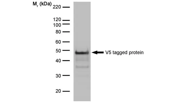 Anti V5-Tag Antibody, clone SV5-Pk1 gallery image 31