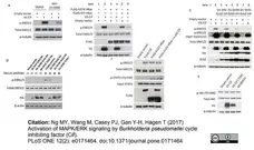 Anti V5-Tag Antibody, clone SV5-Pk1 gallery image 4