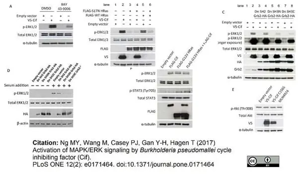 Anti V5-Tag Antibody, clone SV5-Pk1 gallery image 4