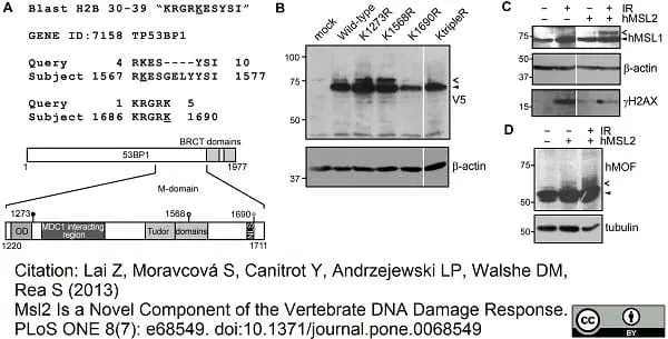 Anti V5-Tag Antibody, clone SV5-Pk1 gallery image 6