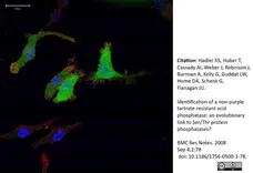 Anti V5-Tag Antibody, clone SV5-Pk1 gallery image 7