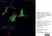 Anti V5-Tag Antibody, clone SV5-Pk1 thumbnail image 7