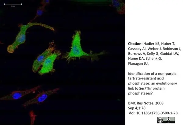 Anti V5-Tag Antibody, clone SV5-Pk1 gallery image 7
