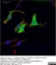 Anti V5-Tag Antibody, clone SV5-Pk1 thumbnail image 9