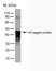Anti V5-Tag Antibody, clone SV5-Pk2 thumbnail image 1