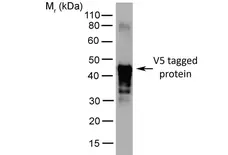 Anti V5-Tag Antibody, clone SV5-Pk2 gallery image 2