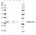 Anti V5-Tag Antibody, clone SV5-Pk4 thumbnail image 1