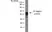 Anti V5-Tag Antibody, clone SV5-Pk4 thumbnail image 2