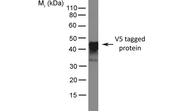 Anti V5-Tag Antibody, clone SV5-Pk4 gallery image 2