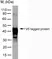 Anti V5-Tag Antibody, clone SV5-Pk5 thumbnail image 2