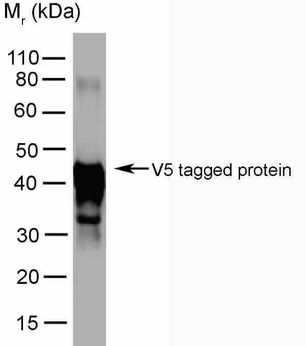 Anti V5-Tag Antibody, clone SV5-Pk5 gallery image 2