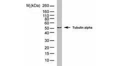 Anti Tubulin Alpha Antibody, clone YL1/2 gallery image 1