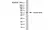 Anti Tubulin Alpha Antibody, clone YL1/2 thumbnail image 1