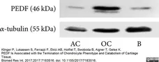 Anti Tubulin Alpha Antibody, clone YL1/2 gallery image 10
