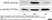 Anti Tubulin Alpha Antibody, clone YL1/2 thumbnail image 10