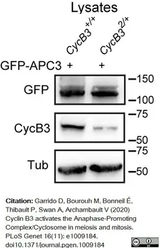 Anti Tubulin Alpha Antibody, clone YL1/2 gallery image 11