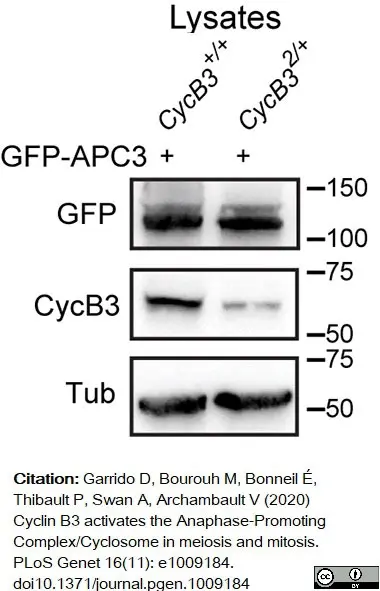 Anti Tubulin Alpha Antibody, clone YL1/2 gallery image 11