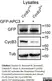 Anti Tubulin Alpha Antibody, clone YL1/2 thumbnail image 11